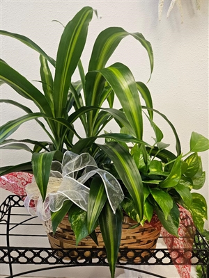 Double Plant Basket