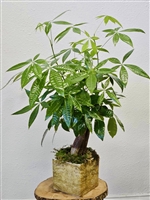 Money Tree plant with glossy green leaves and a braided trunk, displayed in a rustic square planter with moss accents.