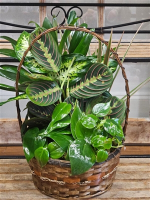 A wicker basket filled with a variety of lush green plants, including broad-leafed and trailing foliage, creating a vibrant and natural display.